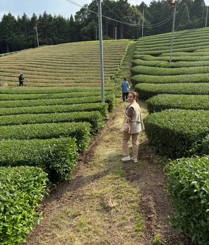 Rows of tea bushes in the tea fields of Uji, Japan